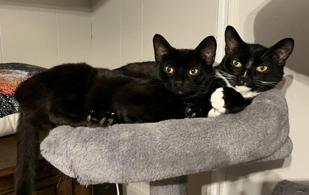 Suzi Quatro, Adoptable, Young Female Domestic Short Hair.