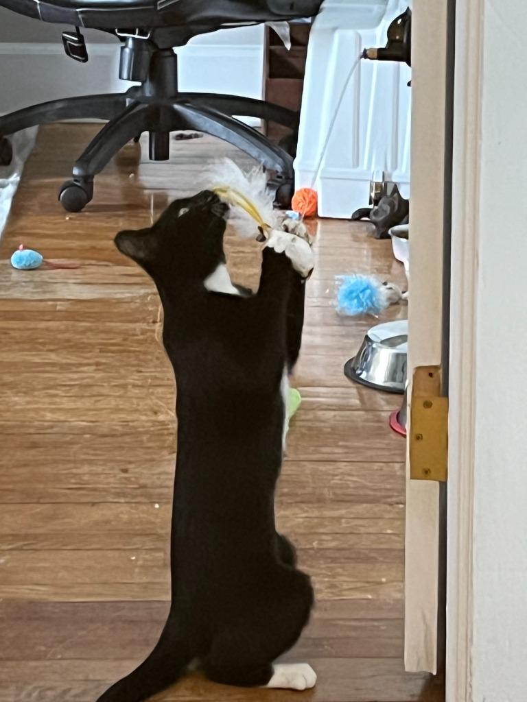 Enlarge Suzi Quatro, a Adoptable mixed breed in Blountville, TN image 1/6