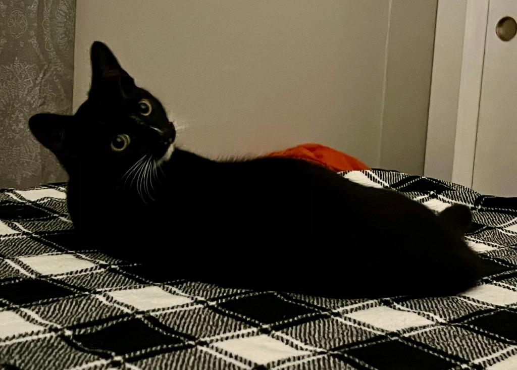 Suzi Quatro, a Adoptable mixed breed in Blountville, TN image 3/6