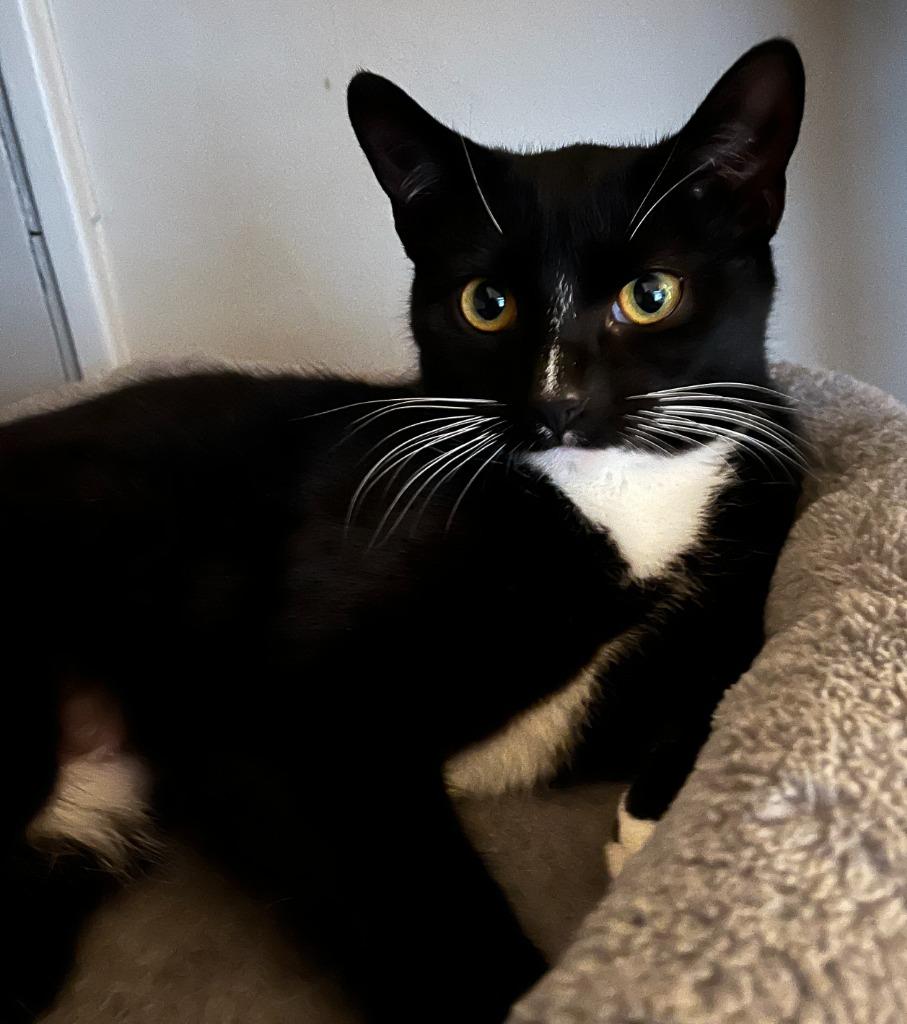 Suzi Quatro, a Adoptable mixed breed in Blountville, TN image 4/6