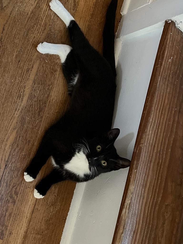 Enlarge Suzi Quatro, a Adoptable mixed breed in Blountville, TN image 5/6