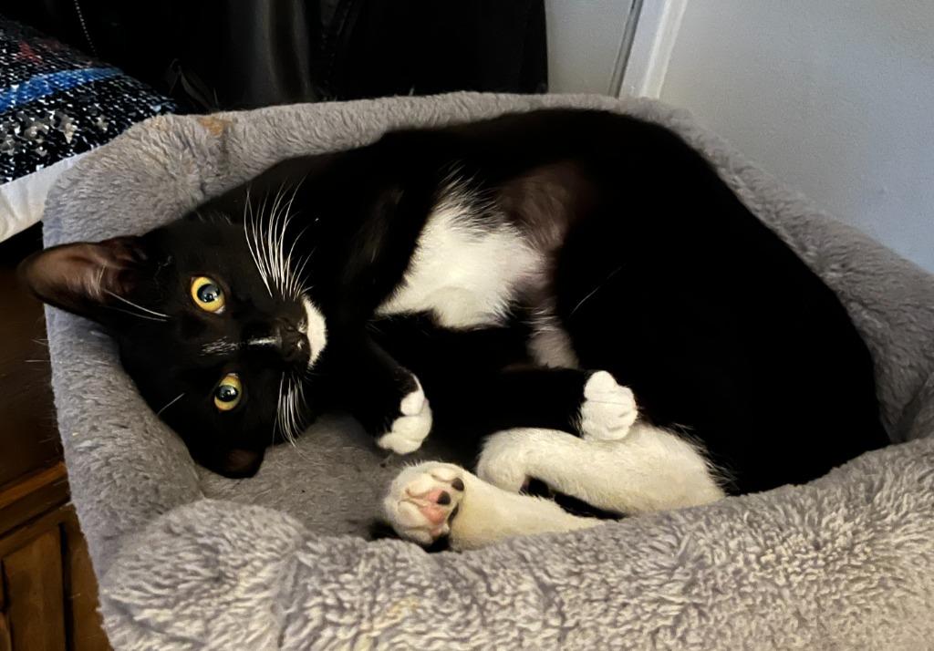 Suzi Quatro, a Adoptable mixed breed in Blountville, TN image 6/6