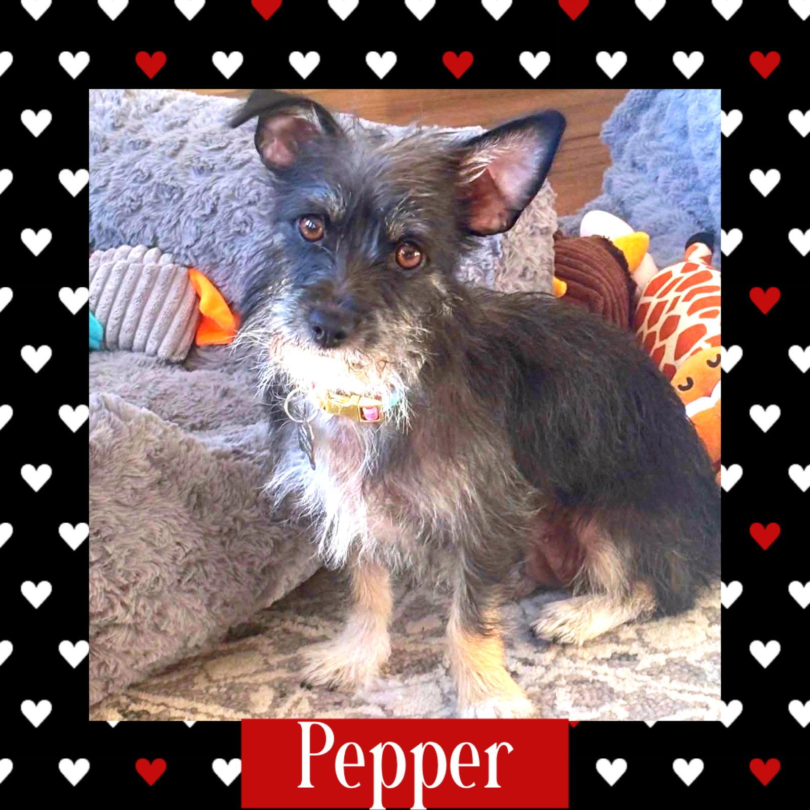 Enlarge Pepper, a Adoptable Terrier in Littleton, CO image 1/3