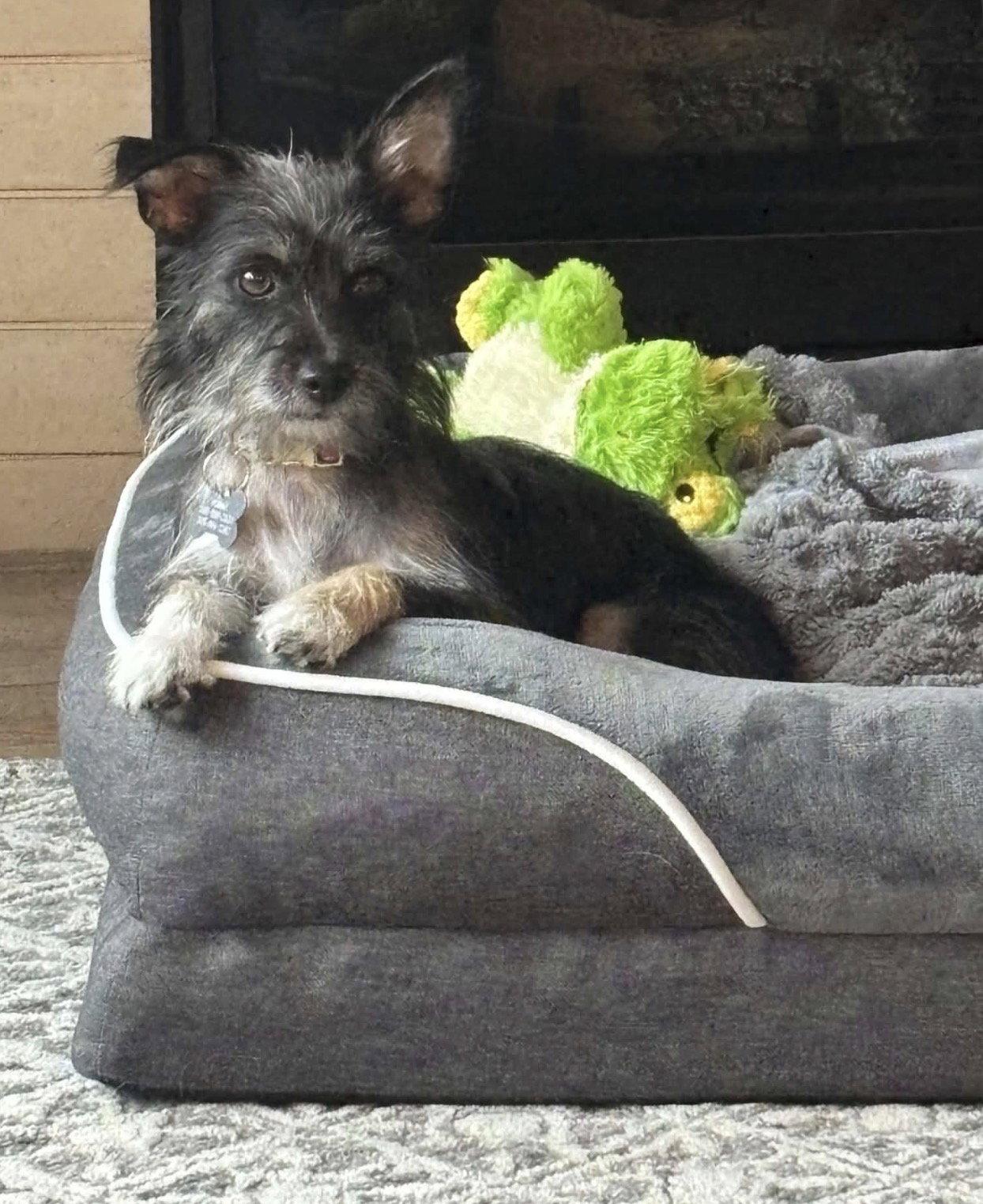Enlarge Pepper, a Adoptable Terrier in Littleton, CO image 2/3
