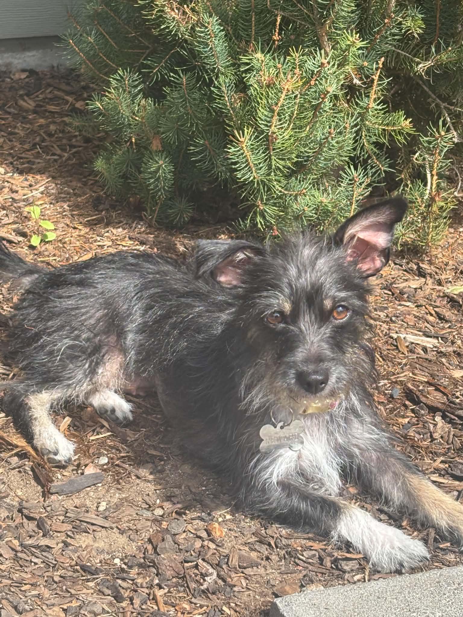 Enlarge Pepper, a Adoptable Terrier in Littleton, CO image 3/3