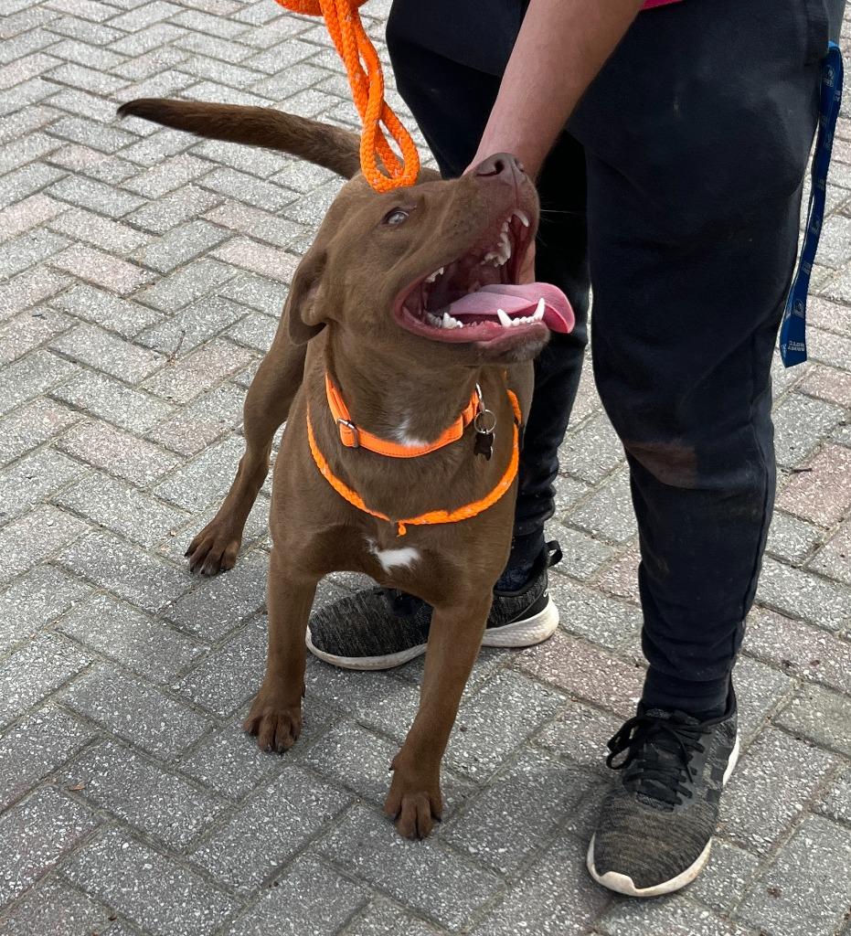 Forest, Adoptable, Puppy Male Labrador Retriever & Mixed Breed.