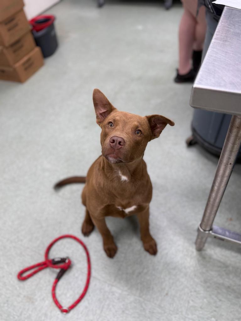 Enlarge Forest, a Adoptable mixed breed in Danielsville, GA image 2/5