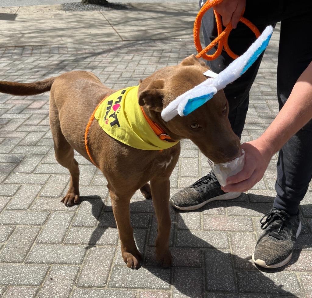 Enlarge Forest, a Adoptable mixed breed in Danielsville, GA image 3/5