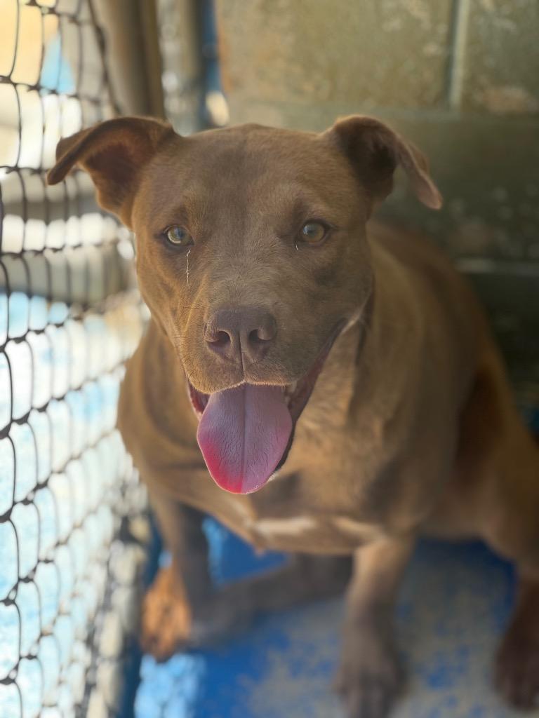 Enlarge Forest, a Adoptable mixed breed in Danielsville, GA image 4/6