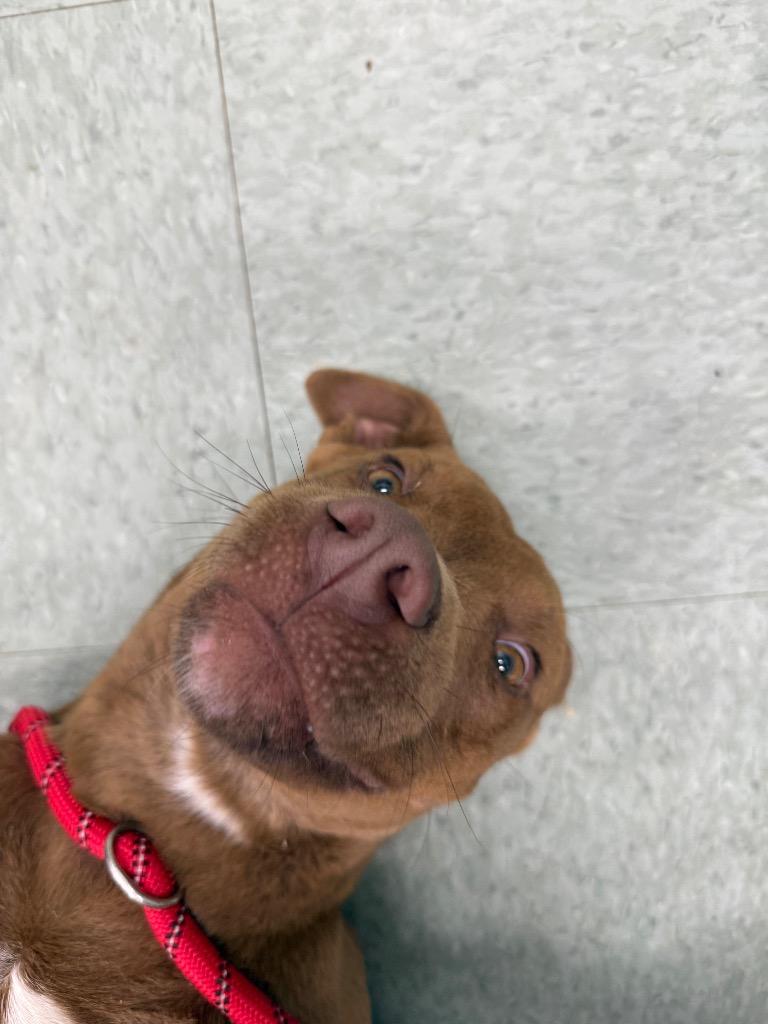 Enlarge Forest, a Adoptable mixed breed in Danielsville, GA image 4/5