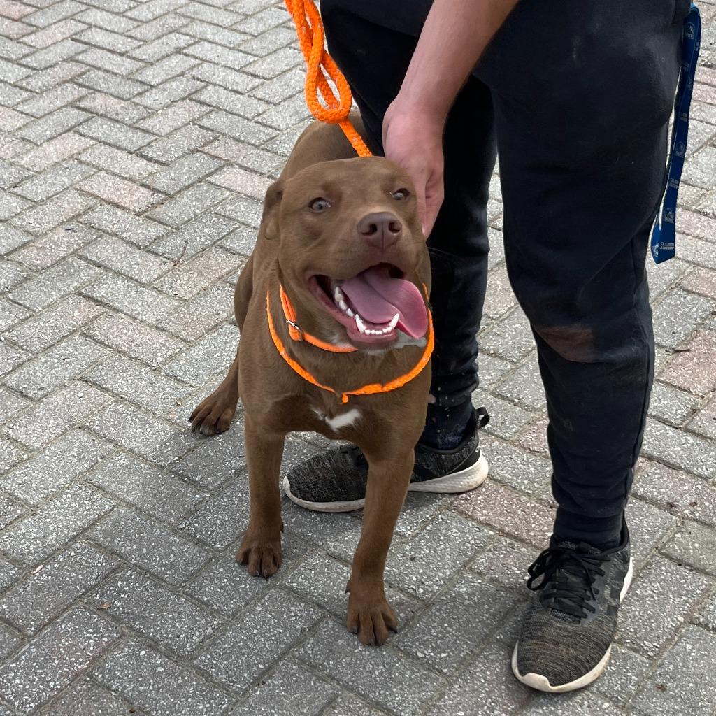 Enlarge Forest, a Adoptable mixed breed in Danielsville, GA image 5/5
