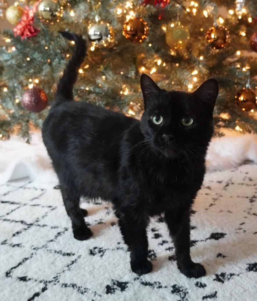 Turbo, Adoptable, Adult Male Domestic Short Hair.