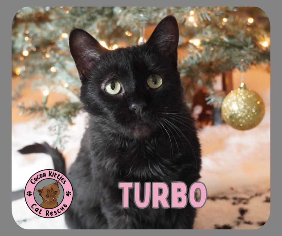 Enlarge Turbo, a Adoptable Domestic Short Hair in Hershey, PA image 2/6