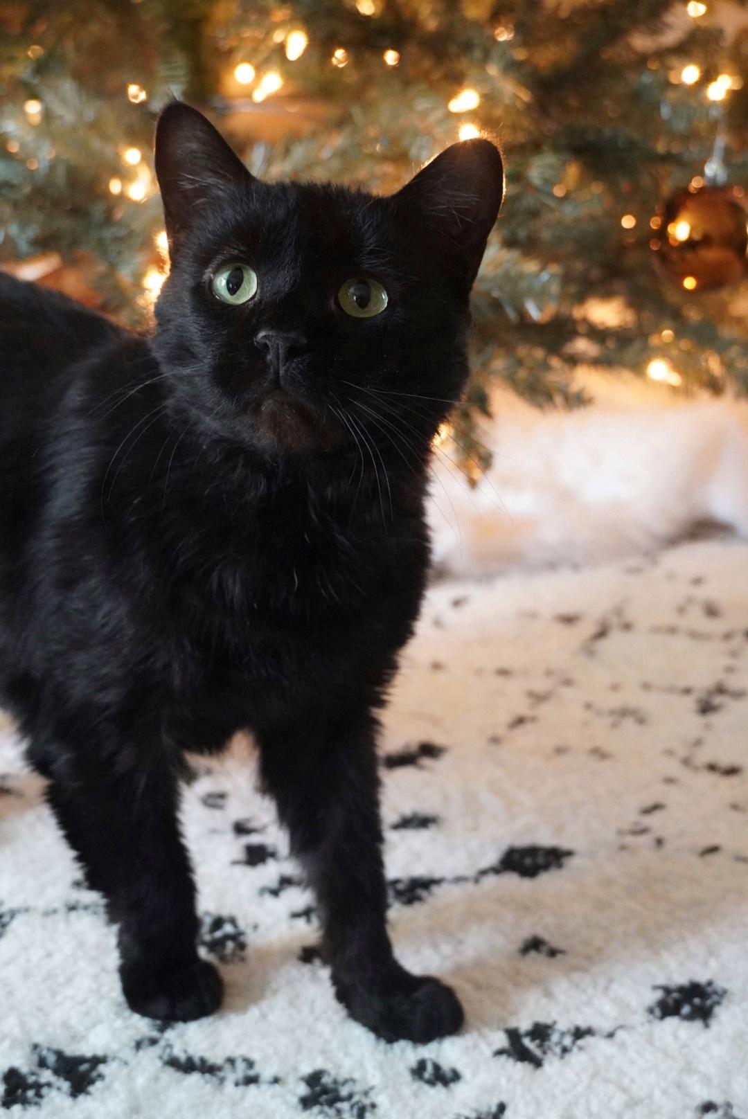 Enlarge Turbo, a Adoptable Domestic Short Hair in Hershey, PA image 3/6