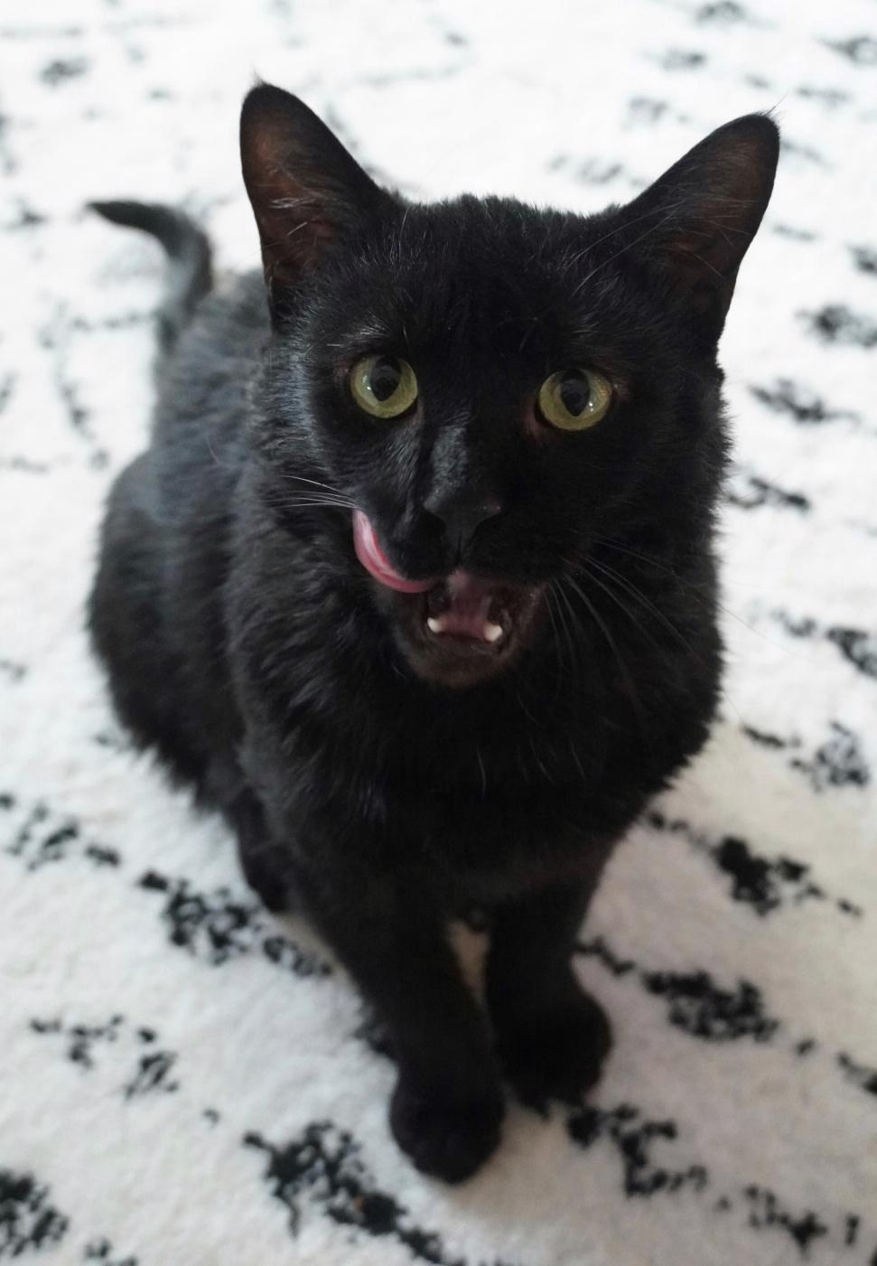 Enlarge Turbo, a Adoptable Domestic Short Hair in Hershey, PA image 4/6