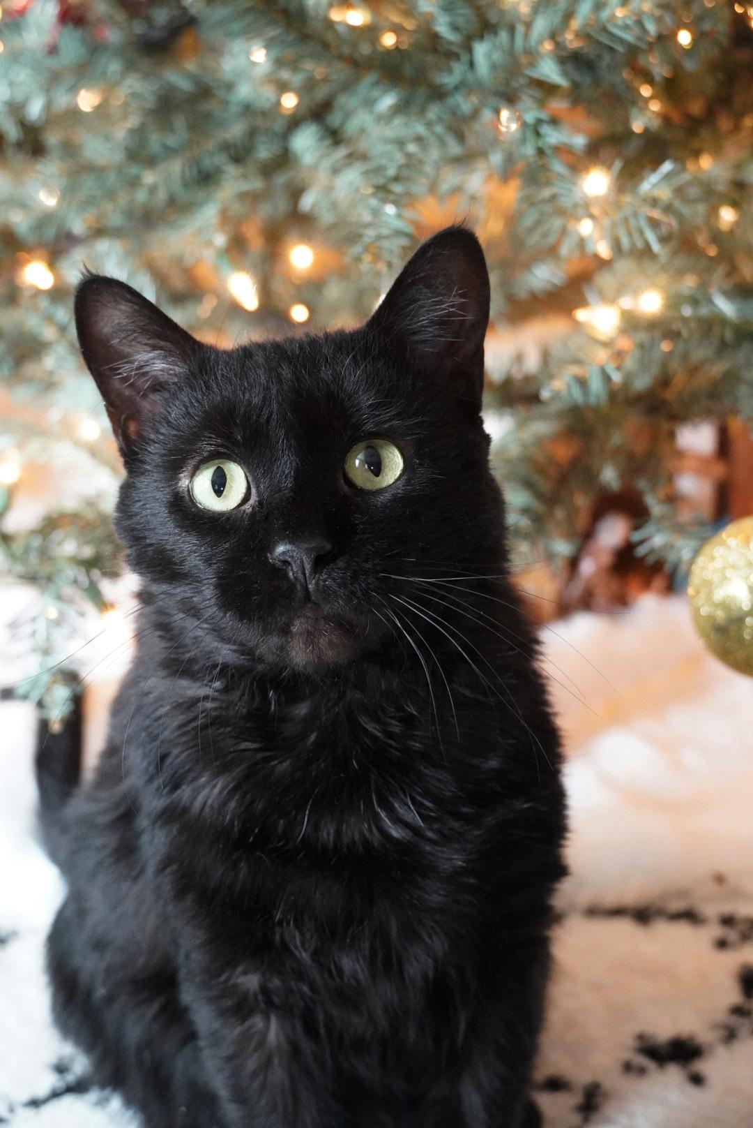 Enlarge Turbo, a Adoptable Domestic Short Hair in Hershey, PA image 5/6