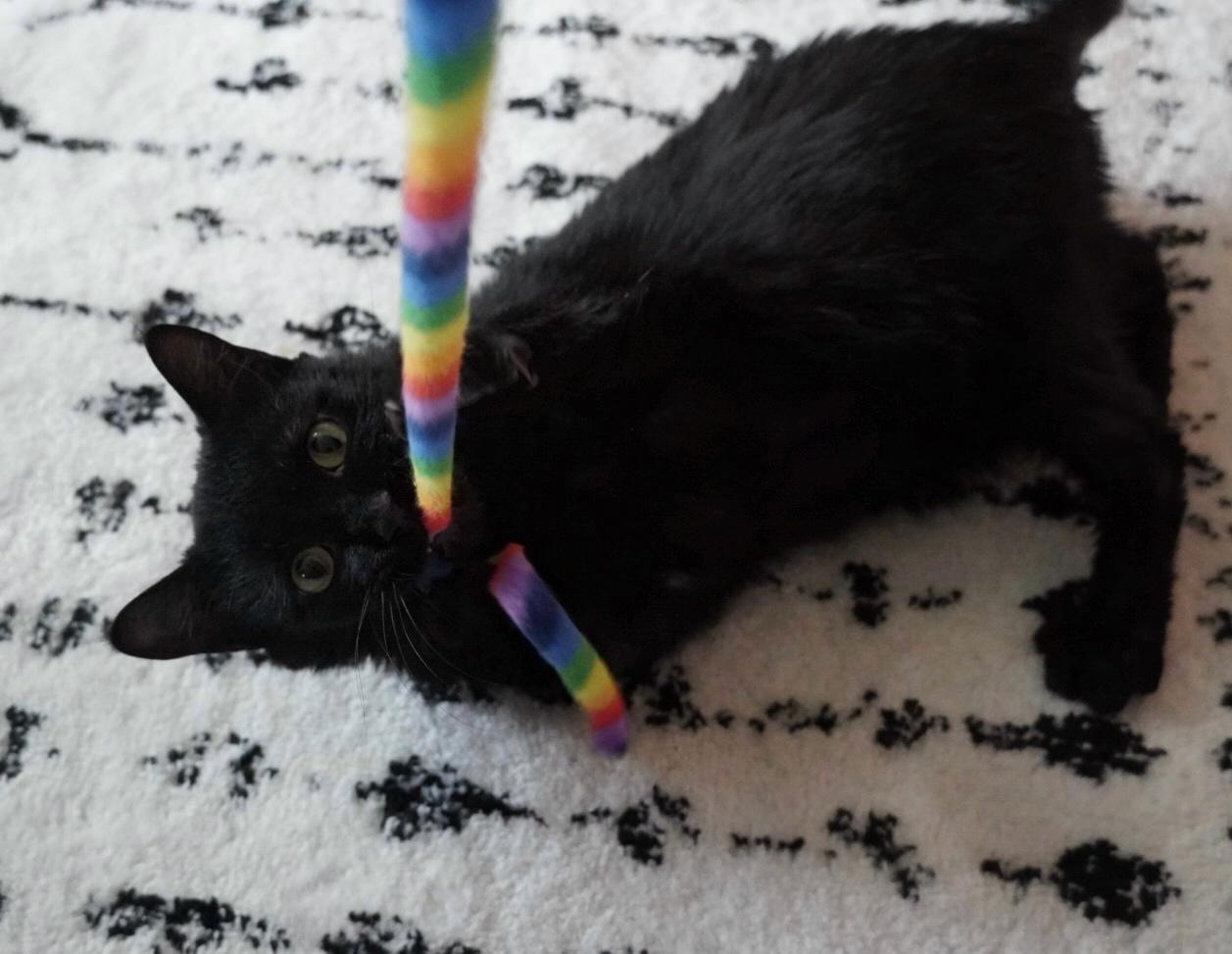 Enlarge Turbo, a Adoptable Domestic Short Hair in Hershey, PA image 6/6