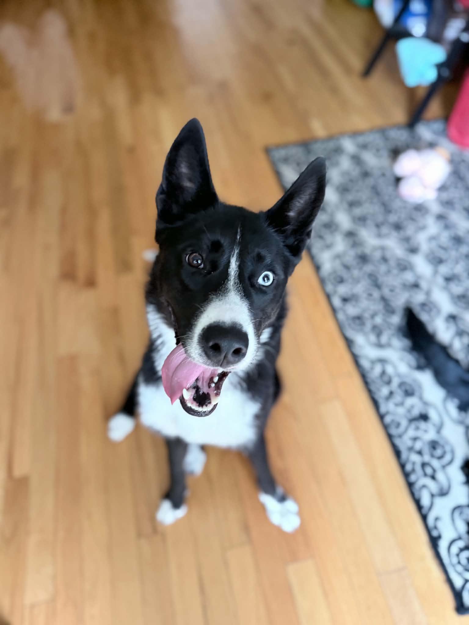 Enlarge Orea, a ADOPTABLE mixed breed in Winnipeg, MB image 2/5
