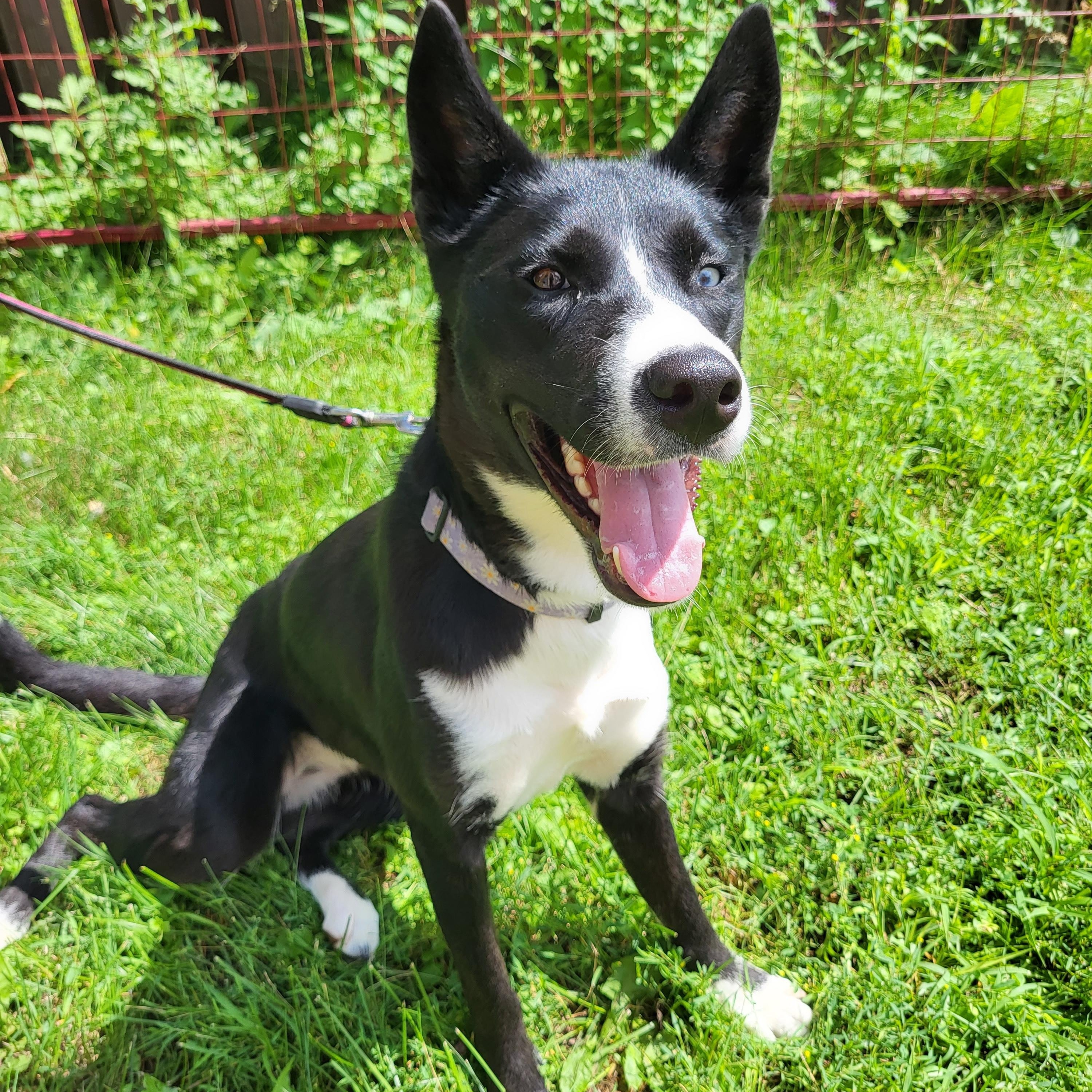 Enlarge Orea, a ADOPTABLE mixed breed in Winnipeg, MB image 5/5
