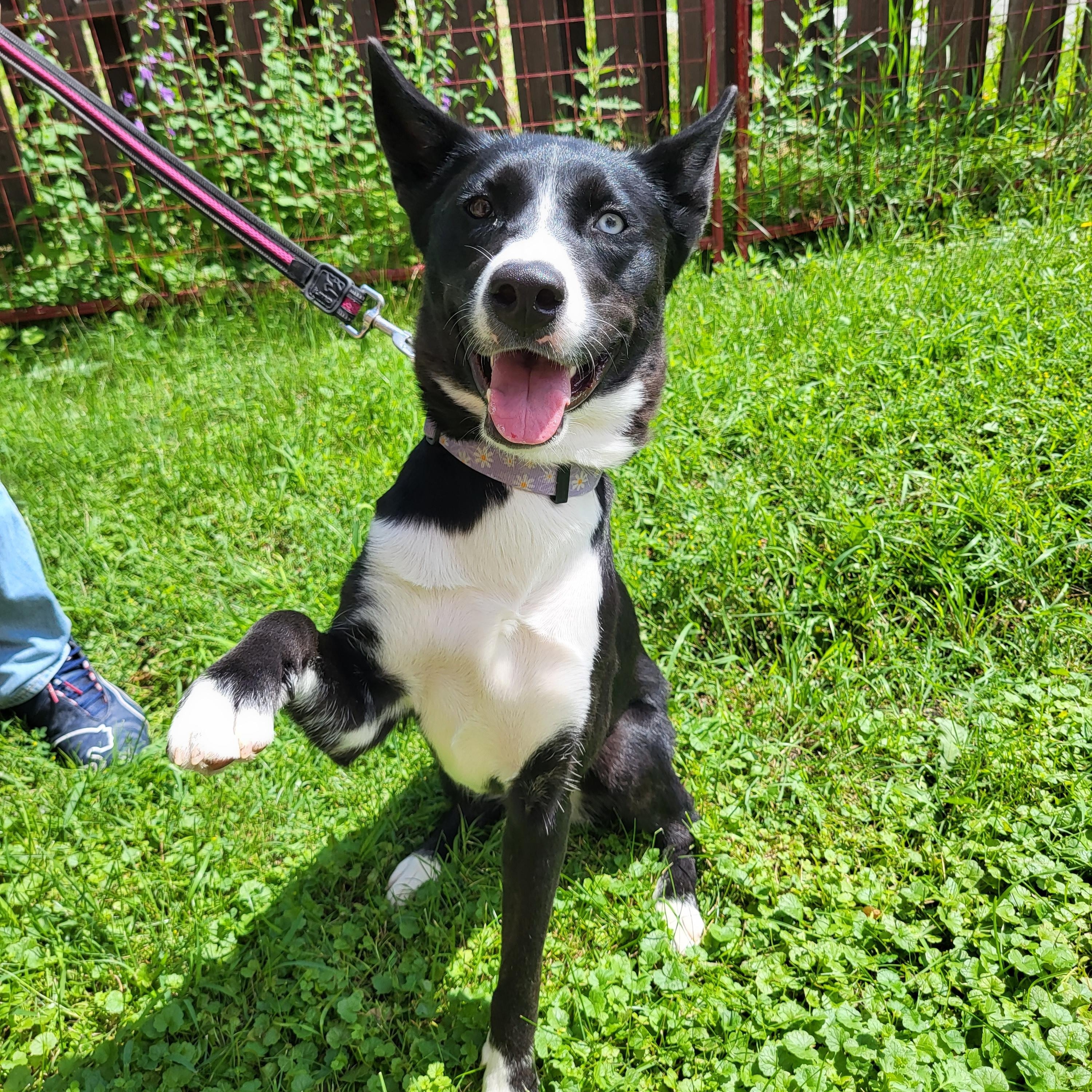 Orea, ADOPTABLE, Young Female Border Collie & Husky.