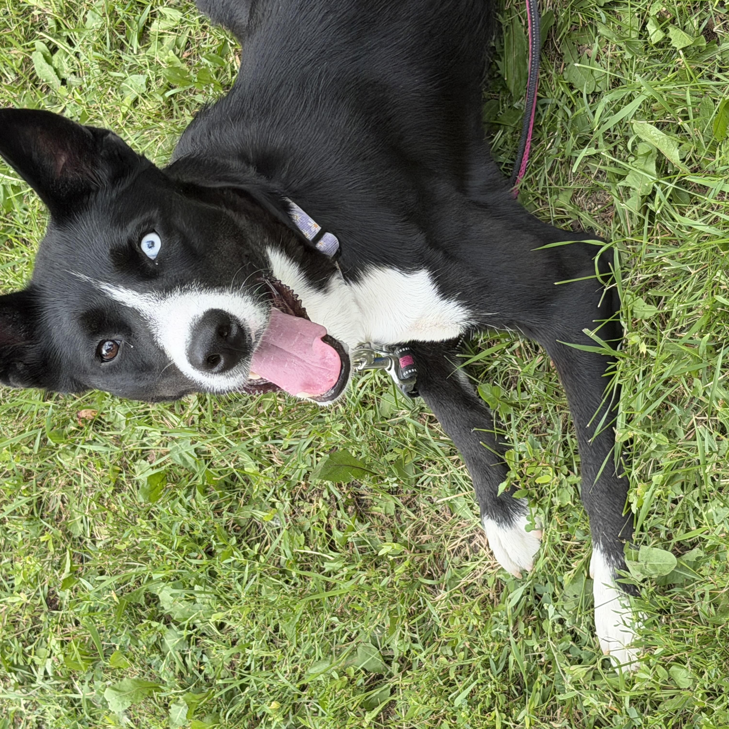 Enlarge Orea, a ADOPTABLE mixed breed in Winnipeg, MB image 4/5