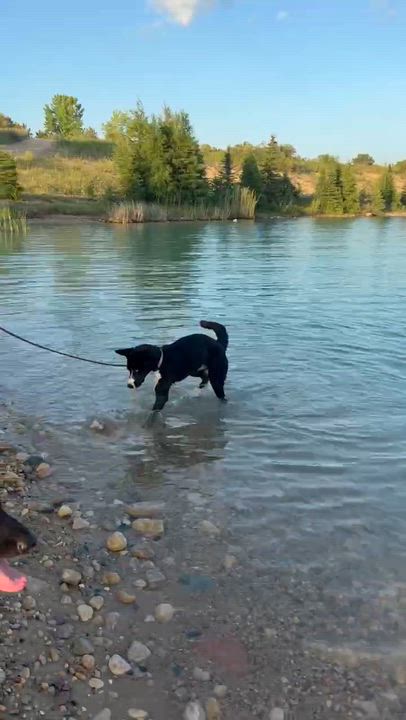 Enlarge Orea, a ADOPTABLE mixed breed in Winnipeg, MB video 3/5