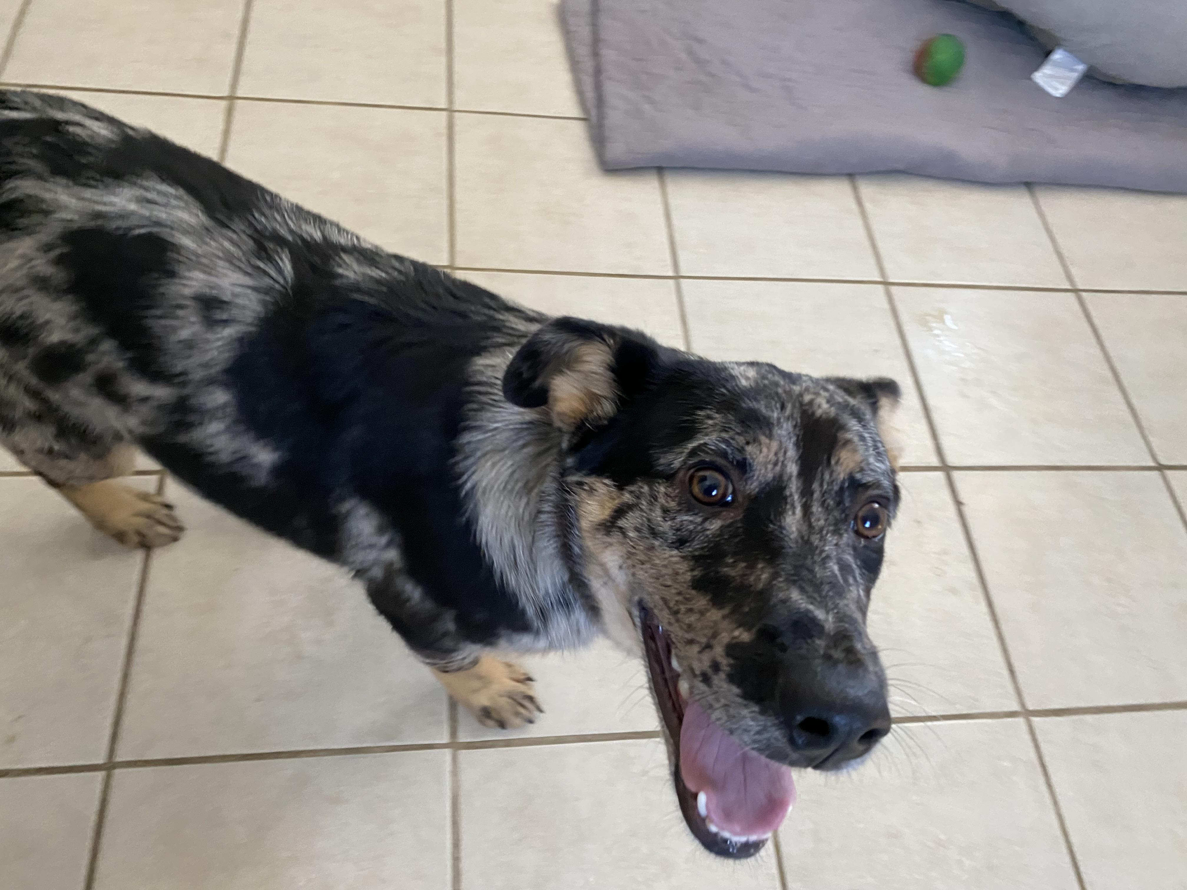 Rosie, Young Female Australian Cattle Dog / Blue Heeler