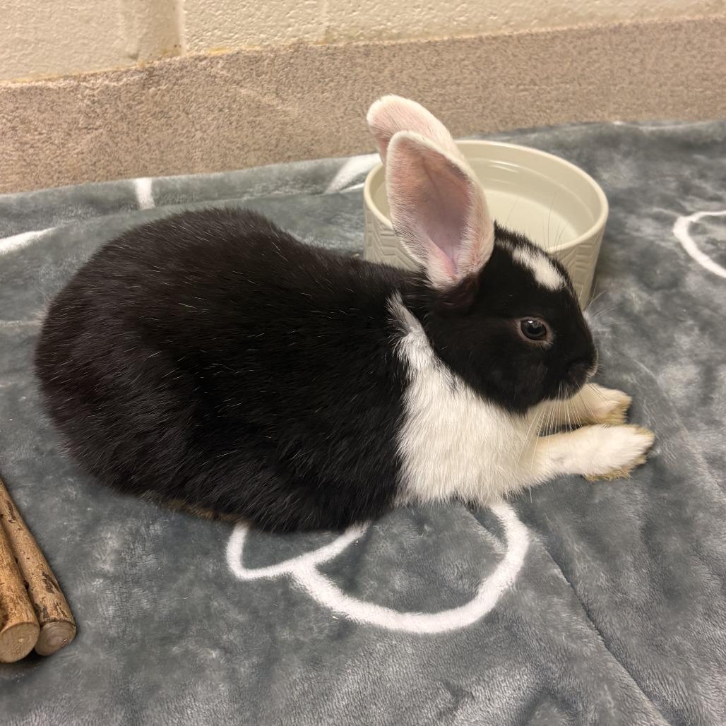 Salt-Available from Foster, Adoptable, Baby Female English Spot.