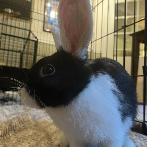 Enlarge Salt-Available from Foster, a Adoptable English Spot in South Burlington, VT image 2/5