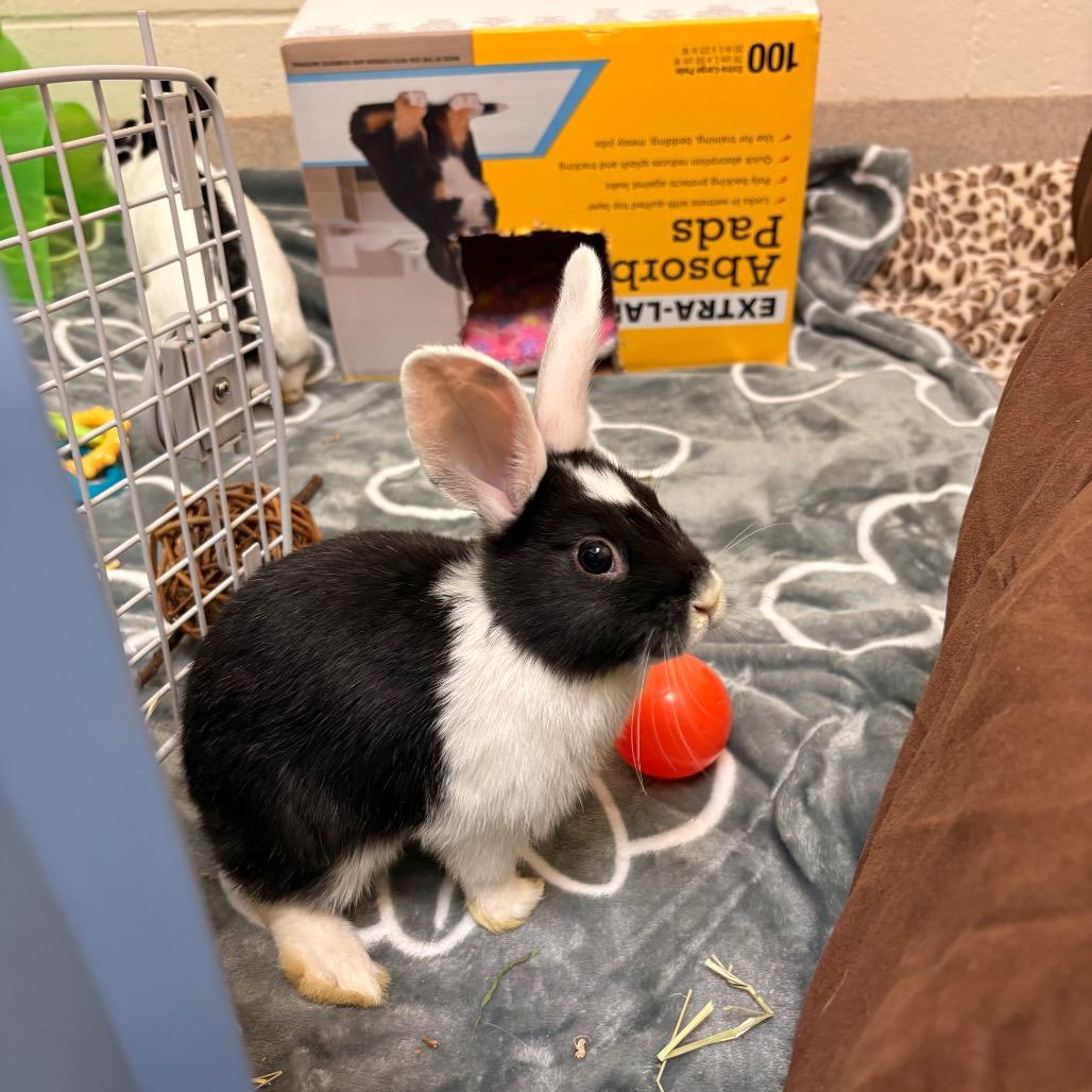 Enlarge Salt-Available from Foster, a Adoptable English Spot in South Burlington, VT image 3/5