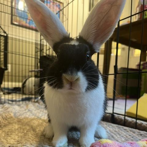 Enlarge Salt-Available from Foster, a Adoptable English Spot in South Burlington, VT image 4/5