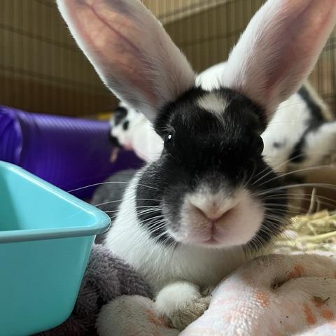 Enlarge Salt-Available from Foster, a Adoptable English Spot in South Burlington, VT image 5/5