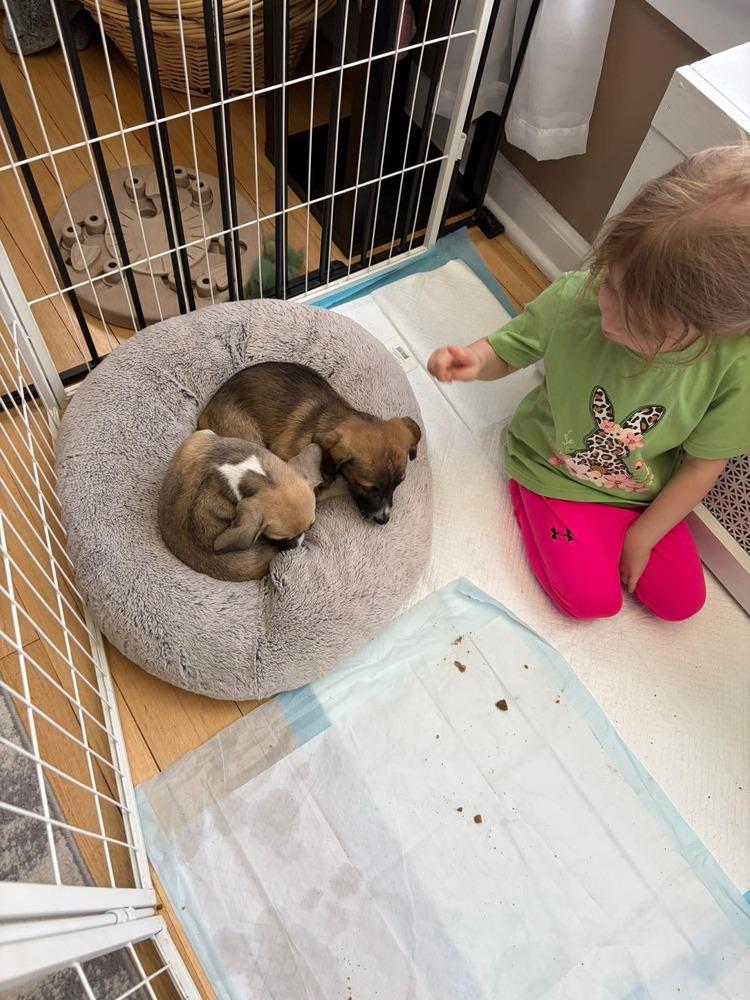 Enlarge Lucy, a Adoptable mixed breed in Valley Stream, NY image 1/6