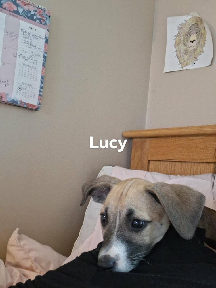 Enlarge Lucy, a Adoptable mixed breed in Valley Stream, NY image 2/6
