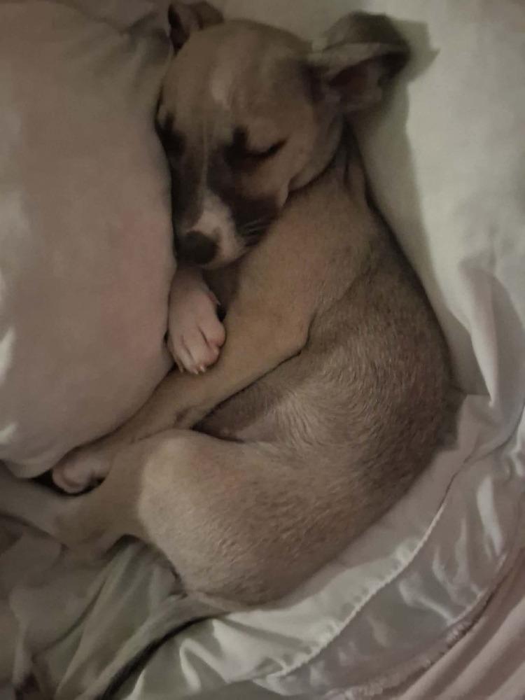 Enlarge Lucy, a Adoptable mixed breed in Valley Stream, NY image 3/6