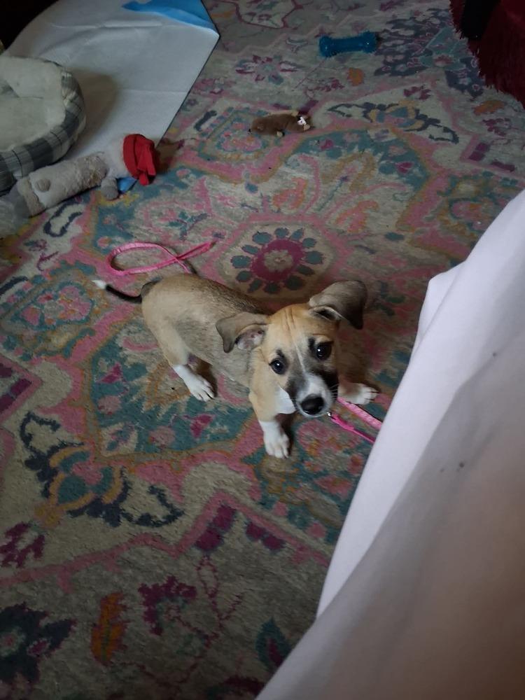 Lucy, Adoptable, Puppy Female Labrador Retriever & Mixed Breed.