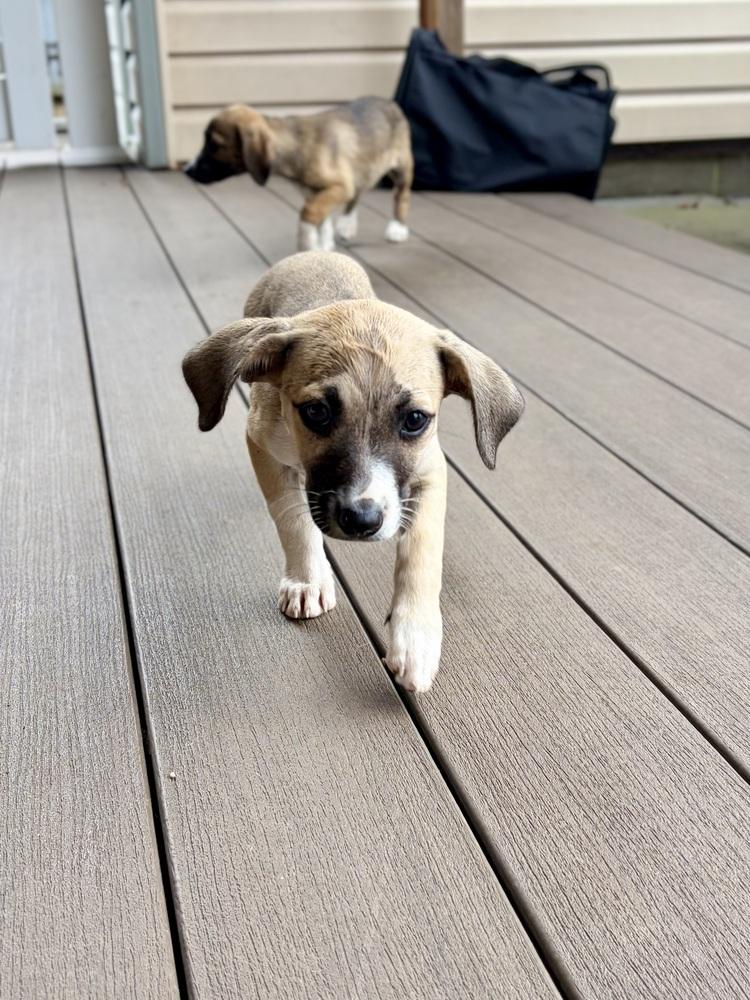 Enlarge Lucy, a Adoptable mixed breed in Valley Stream, NY image 5/6