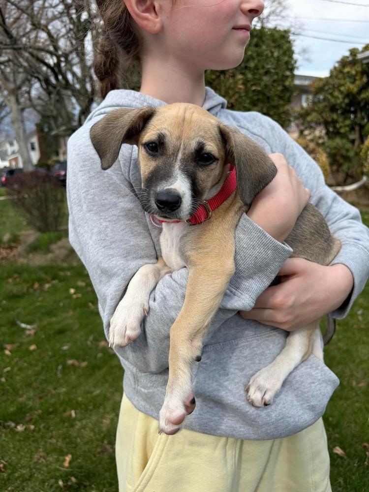 Enlarge Lucy, a Adoptable mixed breed in Valley Stream, NY image 6/6