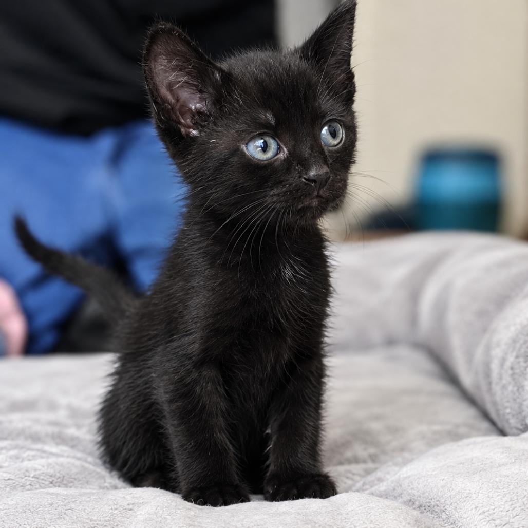 Enlarge Fanta Werme, a Adopted Domestic Short Hair in Las Vegas, NV image 1/1
