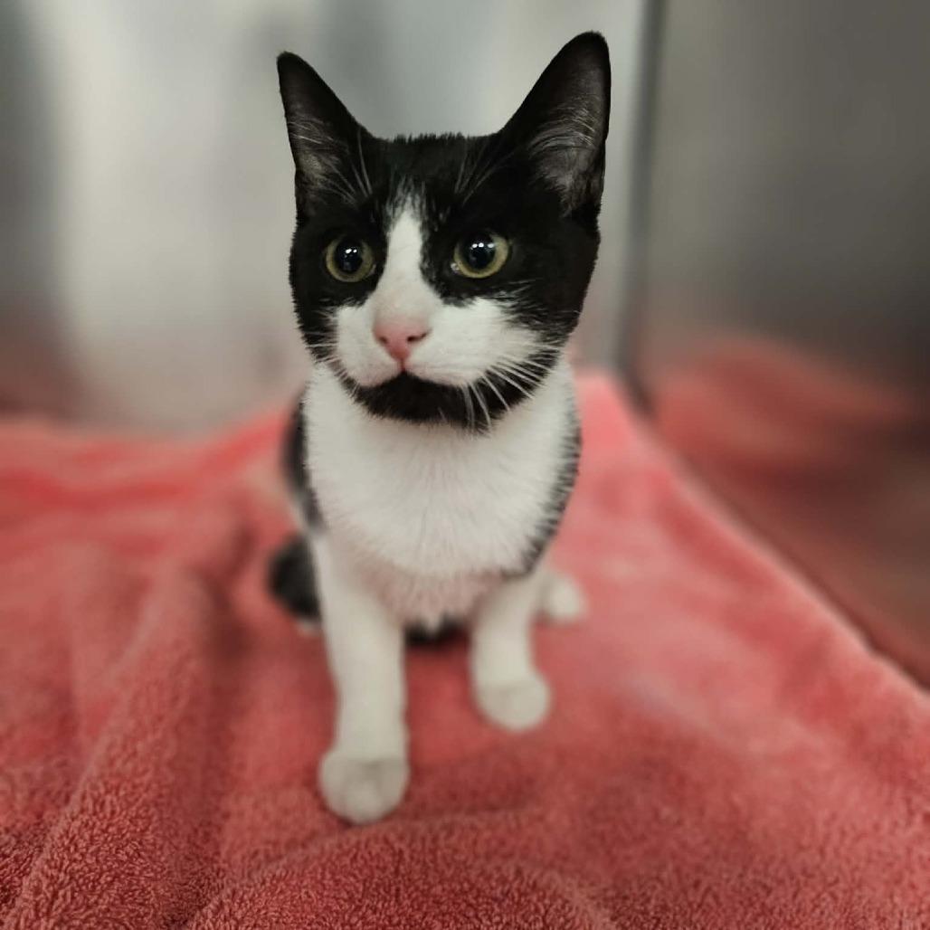 Enlarge Scrooge, a Adoptable Domestic Short Hair in Martinsville, VA image 1/1