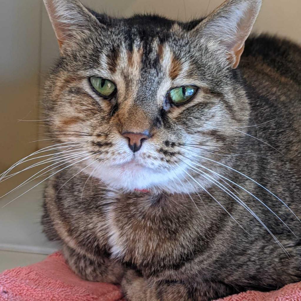 Penelope, Adoptable, Senior Female Domestic Short Hair & Mixed Breed.