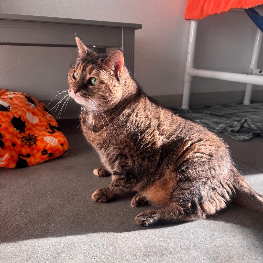 Enlarge Penelope, a Adoptable mixed breed in Tampa, FL image 2/6