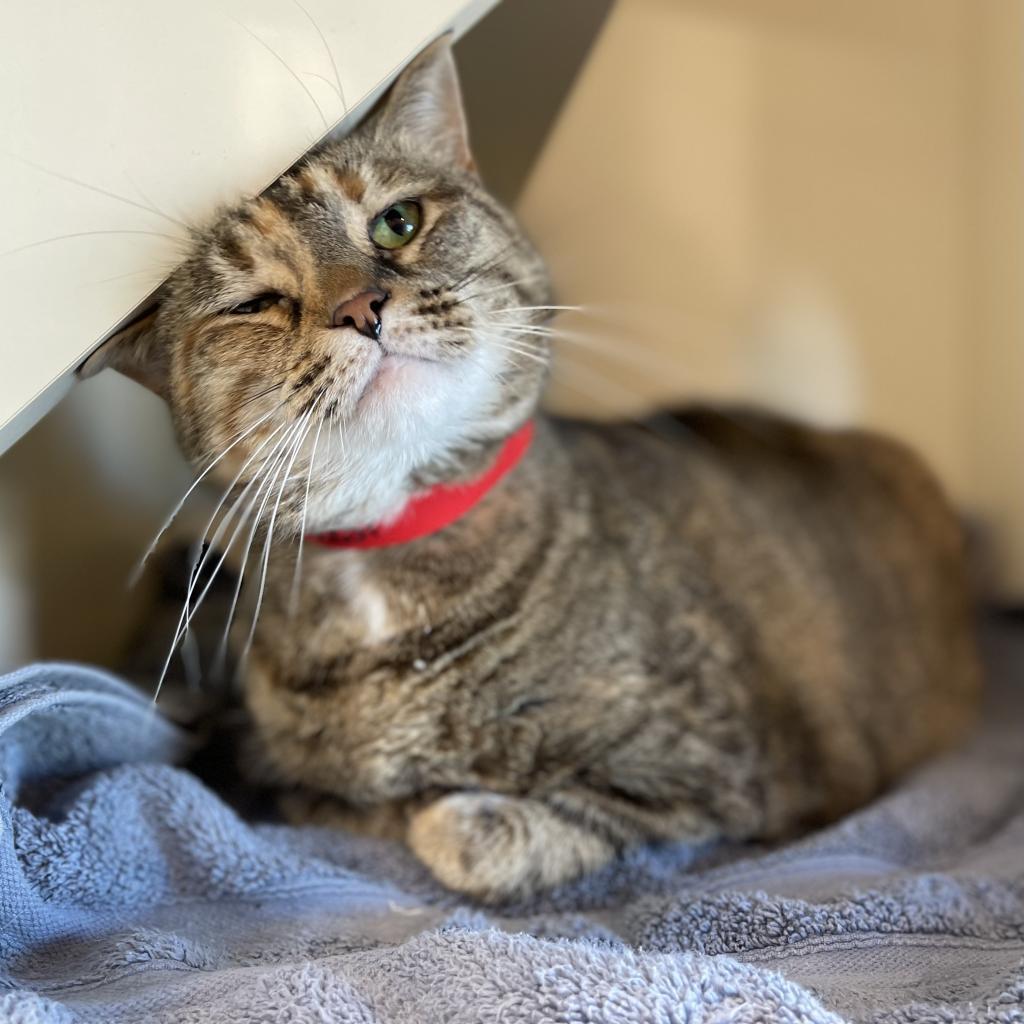 Enlarge Penelope, a Adoptable mixed breed in Tampa, FL image 3/6