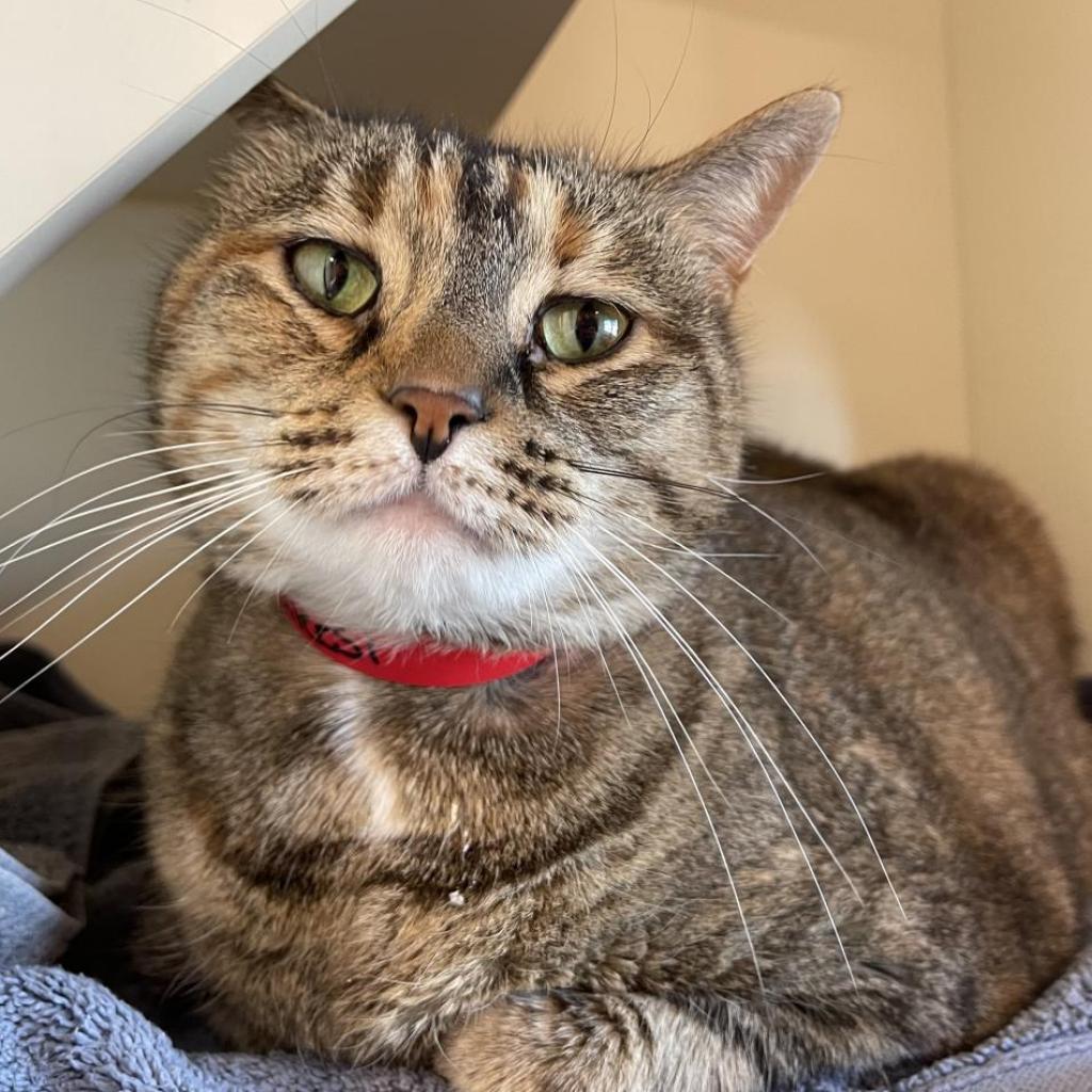 Enlarge Penelope, a Adoptable mixed breed in Tampa, FL image 4/6