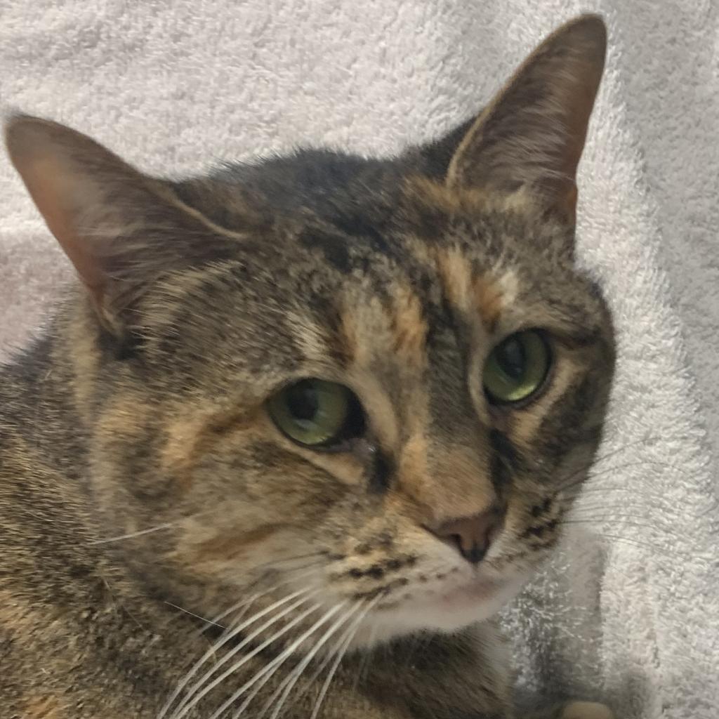 Enlarge Penelope, a Adoptable mixed breed in Tampa, FL image 5/6