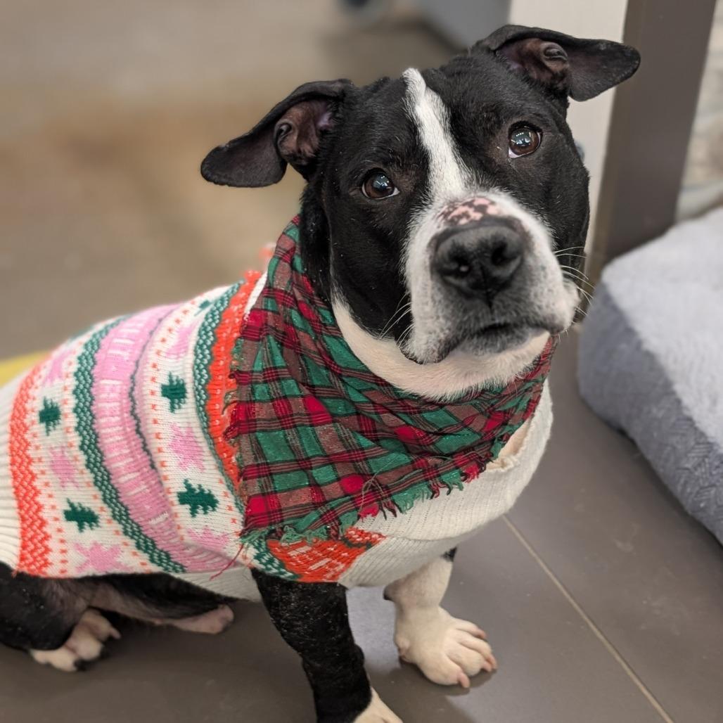 Mustang, a Adoptable Mixed Breed in Washington Township, OH image 1/6