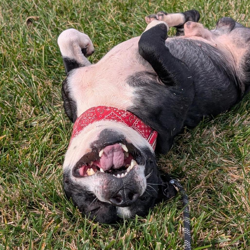 Mustang, a Adoptable Mixed Breed in Washington Township, OH image 2/6