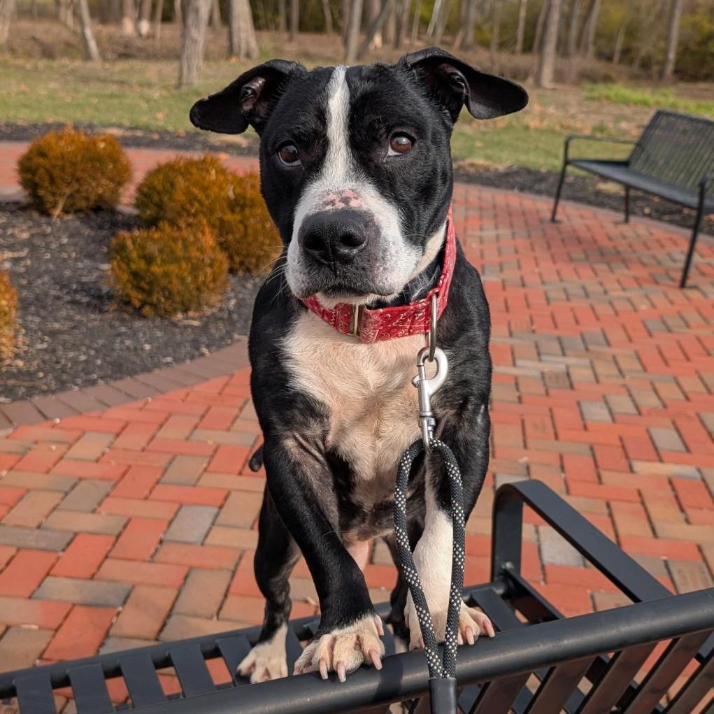 Mustang, a Adoptable Mixed Breed in Washington Township, OH image 3/6