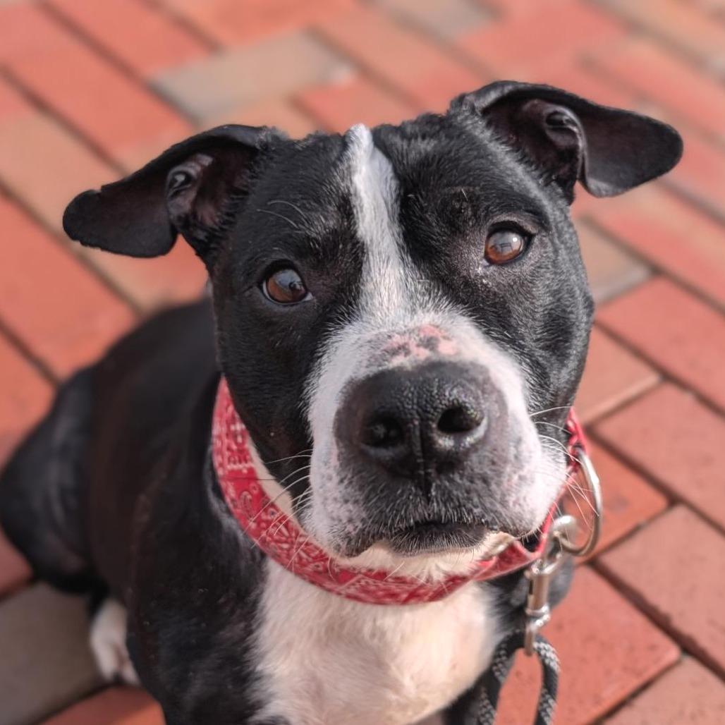 Mustang, a Adoptable Mixed Breed in Washington Township, OH image 4/6