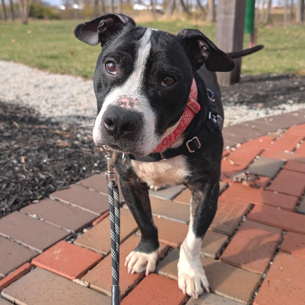 Mustang, a Adoptable Mixed Breed in Washington Township, OH image 5/6